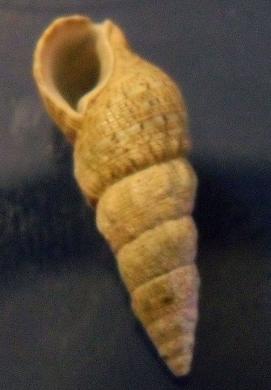 cerithium 2
